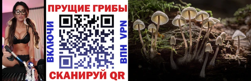 Галлюциногенные грибы Cubensis  Ворсма 